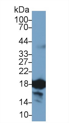 Polyclonal Antibody to Cyclophilin A (CYPA)