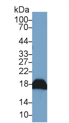 Polyclonal Antibody to Cyclophilin A (CYPA)