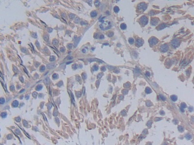 Polyclonal Antibody to Mucin 20 (MUC20)