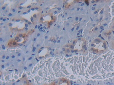 Polyclonal Antibody to Mucin 20 (MUC20)