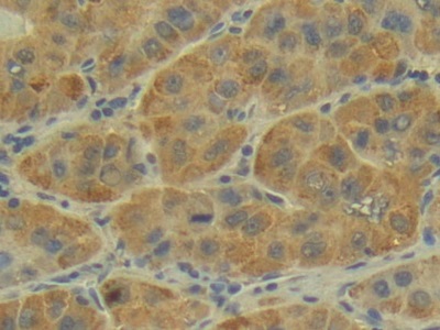 Polyclonal Antibody to Placental Cadherin (P-cadherin)