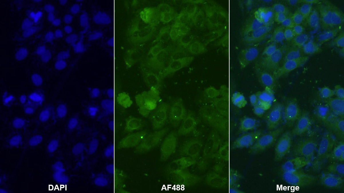 Polyclonal Antibody to Alpha-Lactalbumin (aLA)