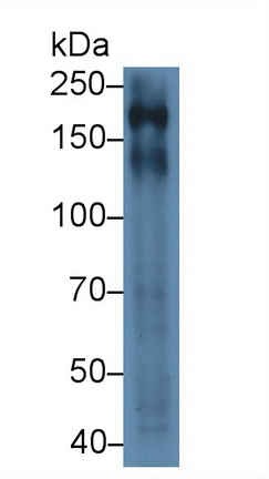 Polyclonal Antibody to Protein Tyrosine Phosphatase Receptor Type C (CD45)