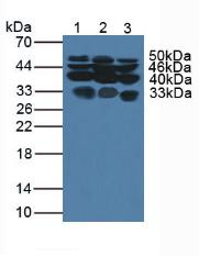 Polyclonal Antibody to Glypican 1 (GPC1)