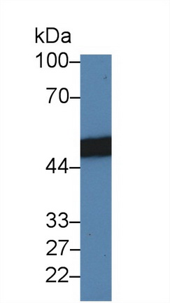 Polyclonal Antibody to Surfactant Associated Protein D (SPD)