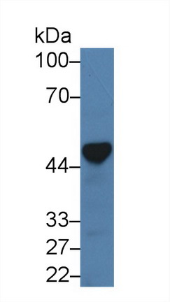 Polyclonal Antibody to Surfactant Associated Protein D (SPD)