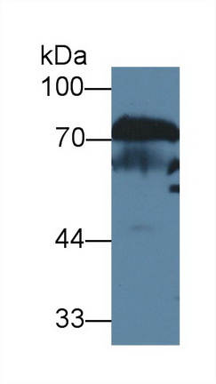 Polyclonal Antibody to Vitronectin (VTN)