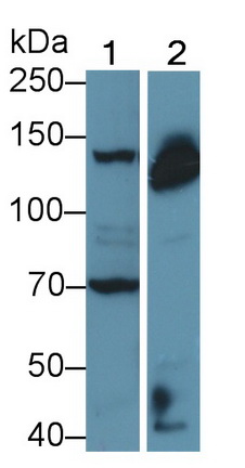 Polyclonal Antibody to Apoptotic Peptidase Activating Factor 1 (APAF1)