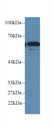 Polyclonal Antibody to Cluster Of Differentiation 15 (CD15)