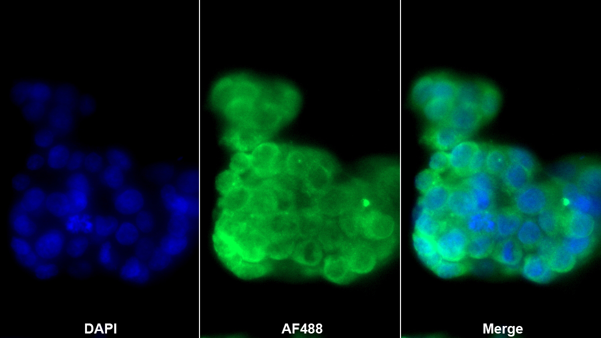 Polyclonal Antibody to Heat Shock 70kDa Protein 1 Like Protein (HSPA1L)
