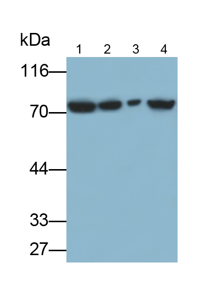 Polyclonal Antibody to Heat Shock 70kDa Protein 1 Like Protein (HSPA1L)