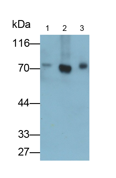 Polyclonal Antibody to Heat Shock 70kDa Protein 1 Like Protein (HSPA1L)