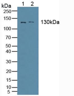 Polyclonal Antibody to Alanine Aminopeptidase (AAP)