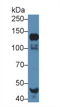 Polyclonal Antibody to Alanine Aminopeptidase (AAP)