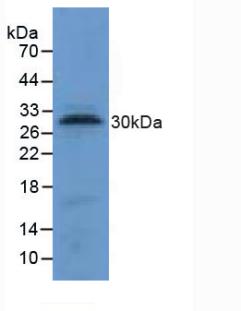 Polyclonal Antibody to Tryptase (TPS)