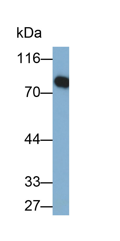 Polyclonal Antibody to Polymeric Immunoglobulin Receptor (PIGR)