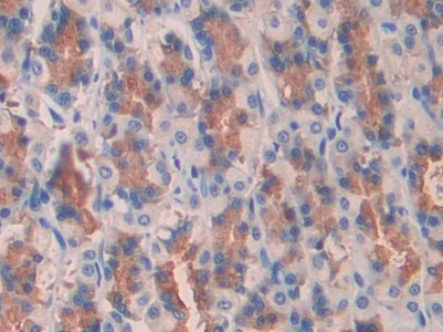 Polyclonal Antibody to Polymeric Immunoglobulin Receptor (PIGR)