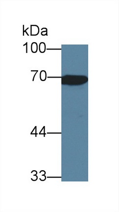 Polyclonal Antibody to Heat Shock 70kDa Protein 1A (HSPA1A)