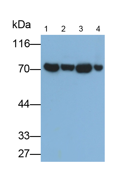 Polyclonal Antibody to Heat Shock 70kDa Protein 1A (HSPA1A)