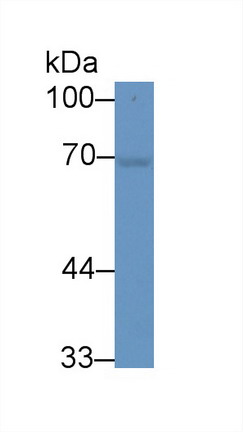 Polyclonal Antibody to Heat Shock 70kDa Protein 1A (HSPA1A)