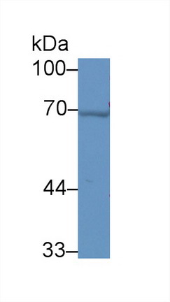 Polyclonal Antibody to Heat Shock 70kDa Protein 1A (HSPA1A)