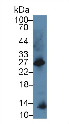 Polyclonal Antibody to Galanin (GAL)