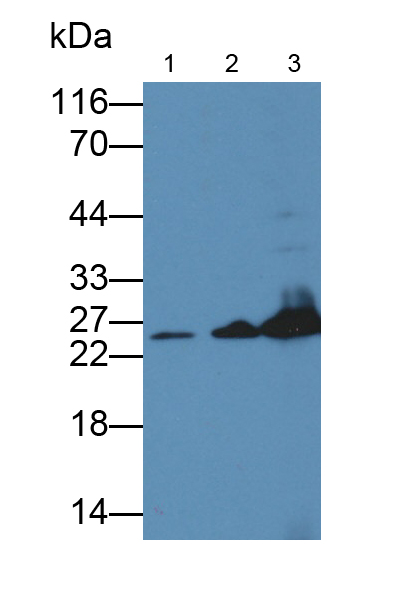 Polyclonal Antibody to Glutathione S Transferase Kappa 1 (GSTk1)
