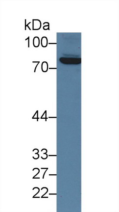 Polyclonal Antibody to Coagulation Factor XIII A1 Polypeptide (F13A1)