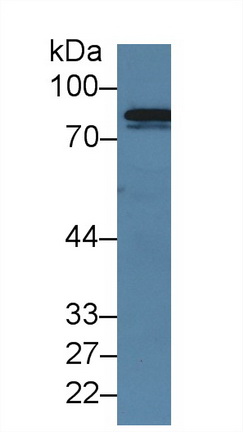 Polyclonal Antibody to Coagulation Factor XIII A1 Polypeptide (F13A1)