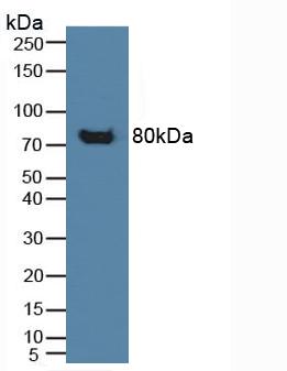 Polyclonal Antibody to Cluster Of Differentiation 42b (CD42b)