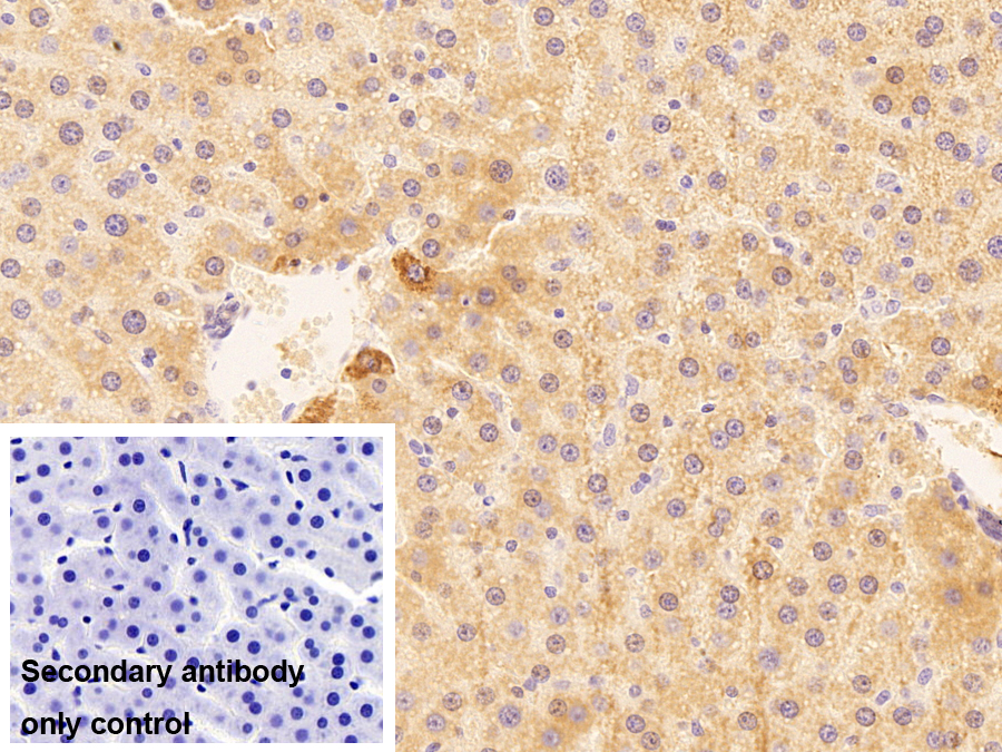 Polyclonal Antibody to Metallothionein 1 (MT1)