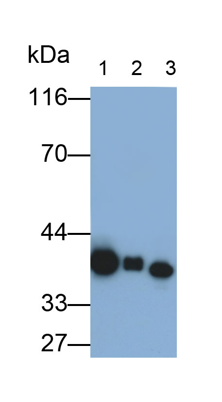 Polyclonal Antibody to Arginase (ARG)