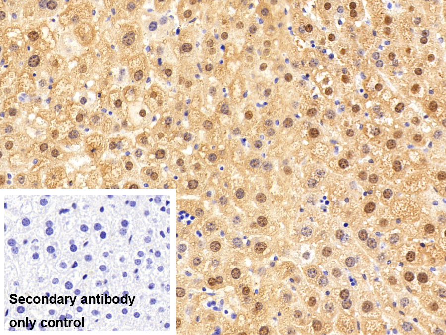 Polyclonal Antibody to Arginase (ARG)