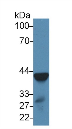 Polyclonal Antibody to Arginase (ARG)