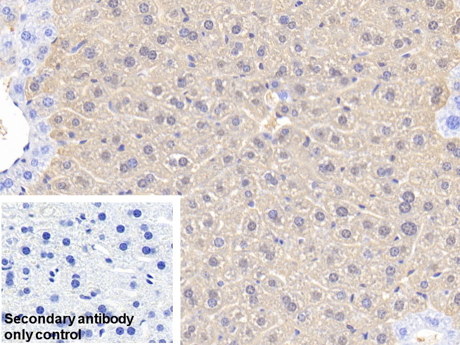 Polyclonal Antibody to Arginase (ARG)