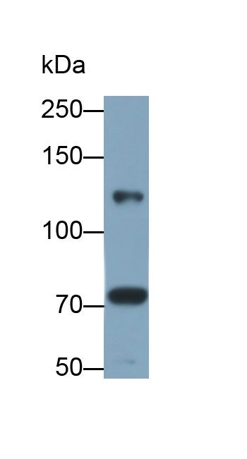 Polyclonal Antibody to Sialic Acid Binding Ig Like Lectin 2 (CD22)