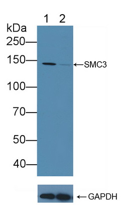 Polyclonal Antibody to Structural Maintenance Of Chromosomes Protein 3 (SMC3)