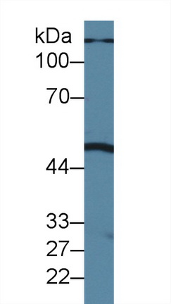 Polyclonal Antibody to Phospholipase A1 (PLA1)