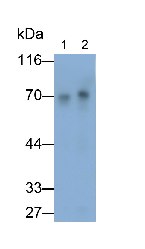 Polyclonal Antibody to Fibrinogen Alpha Chain (FGA)