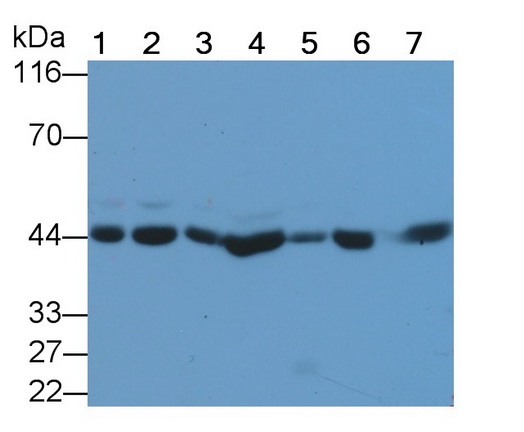 Polyclonal Antibody to c-Jun N-terminal Kinase 1 (JNK1)