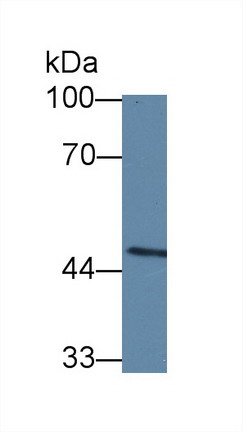 Polyclonal Antibody to Caspase 10 (CASP10)