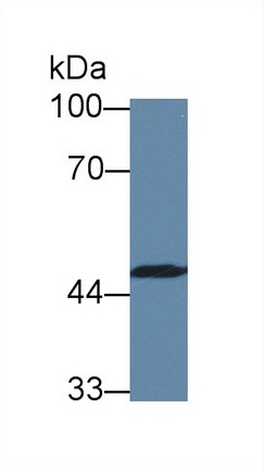 Polyclonal Antibody to Caspase 10 (CASP10)