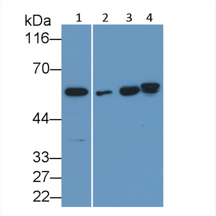 Polyclonal Antibody to Caspase 10 (CASP10)