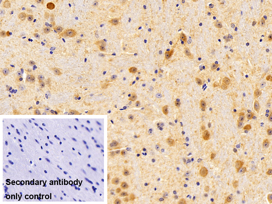 Polyclonal Antibody to VGF Nerve Growth Factor Inducible (VGF)