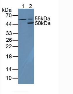 Polyclonal Antibody to Cluster Of Differentiation 4 (CD4)