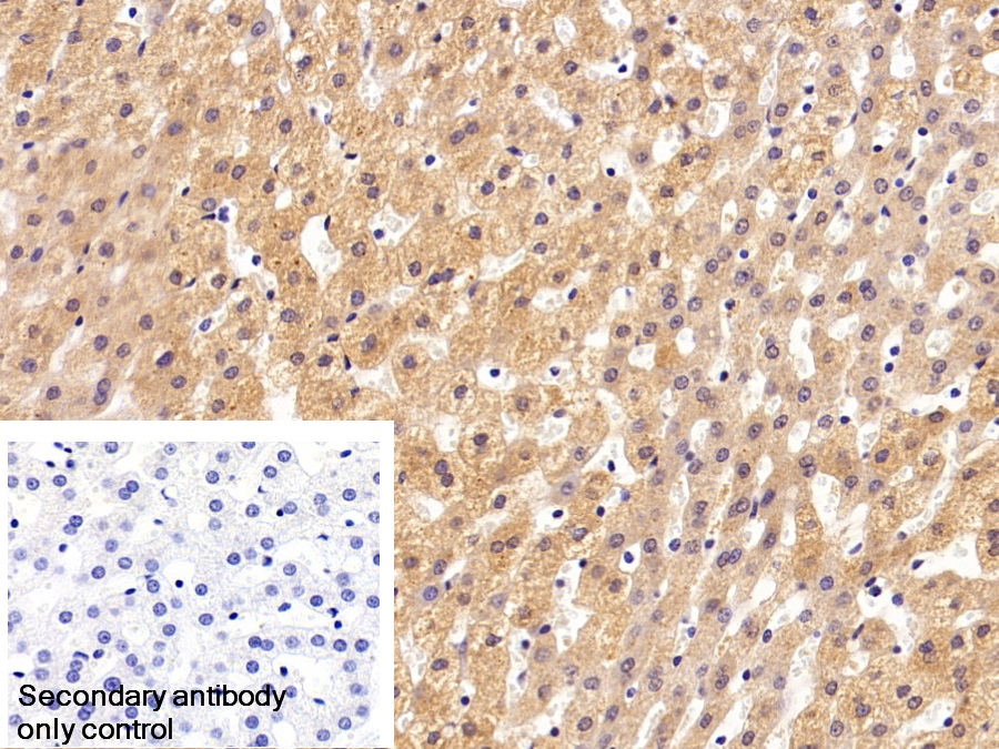 Polyclonal Antibody to Clusterin (CLU)