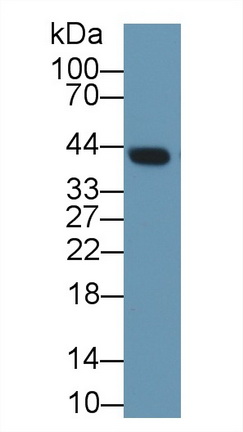 Polyclonal Antibody to Clusterin (CLU)