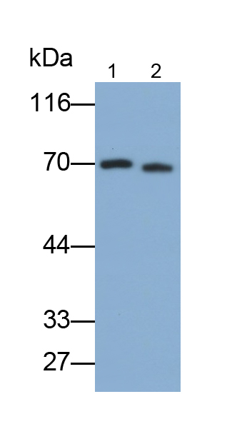 Polyclonal Antibody to Taxilin Alpha (TXLNa)