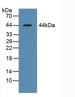 Polyclonal Antibody to Asialoglycoprotein Receptor 1 (ASGR1)