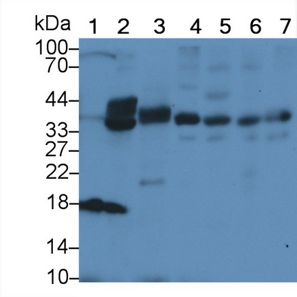 Polyclonal Antibody to Interleukin 19 (IL19)